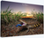 Northern Blue Tongue (Print)