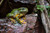 Magnificent Tree Frog - Digital Download