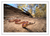Little Red Mulga Snake (Print)