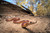 Little Red Mulga Snake (Digital)