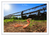 Feisty Snakes & Flooded Farms (Print)