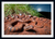 Moonlit Melanistic Adder (Print)