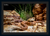Divine Dajarra Death Adder (Print)