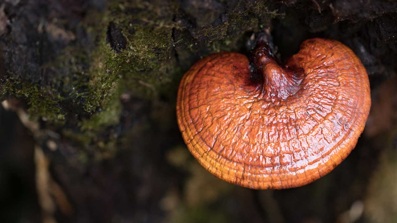 REISHI TINCTURE - 5 Surprising Benefits