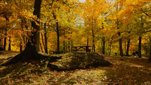 How to Prepare Your Tankless Water Heater for Fall: A Complete Canadian Maintenance Checklist