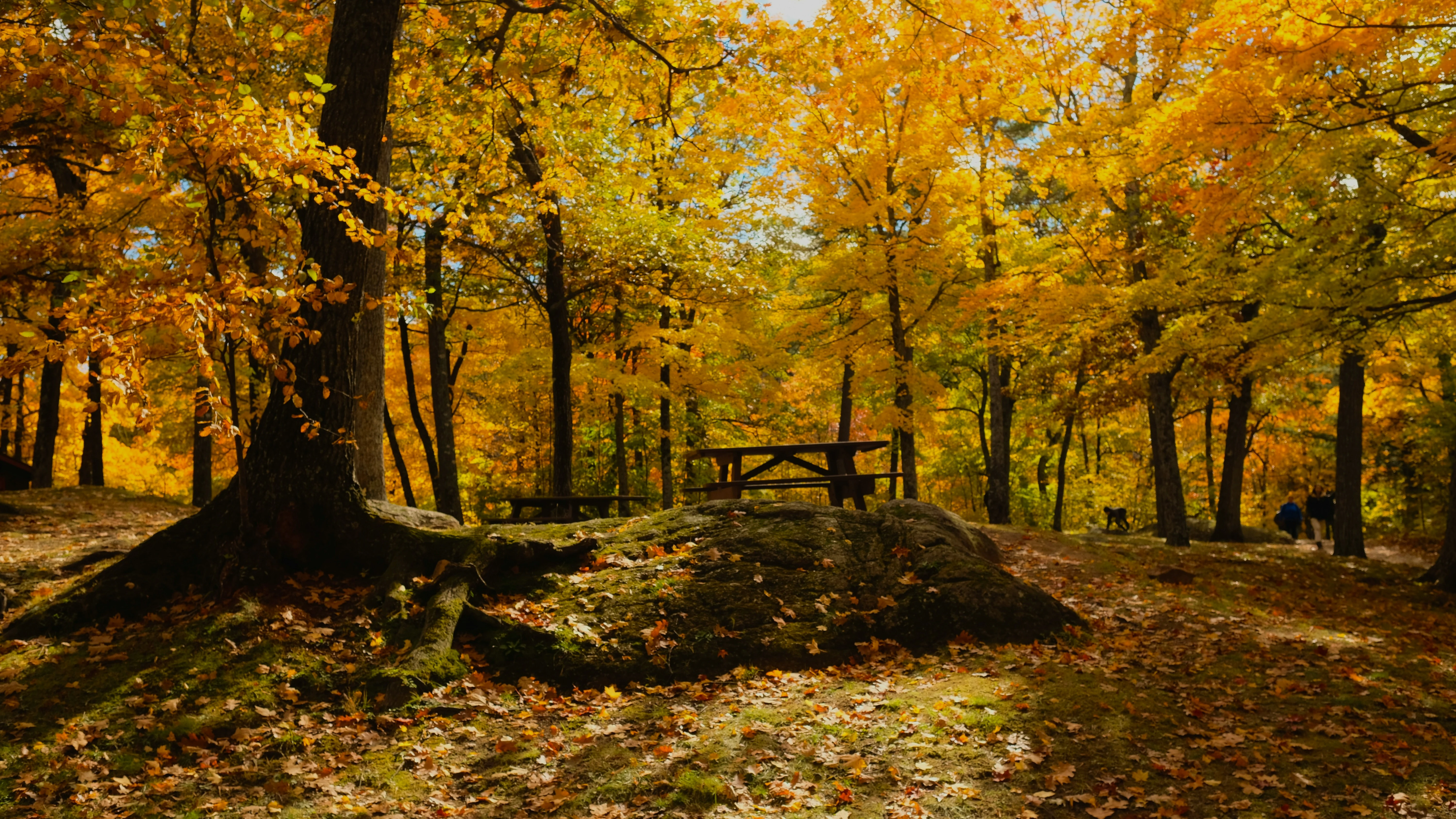 How to Prepare Your Tankless Water Heater for Fall: A Complete Canadian Maintenance Checklist