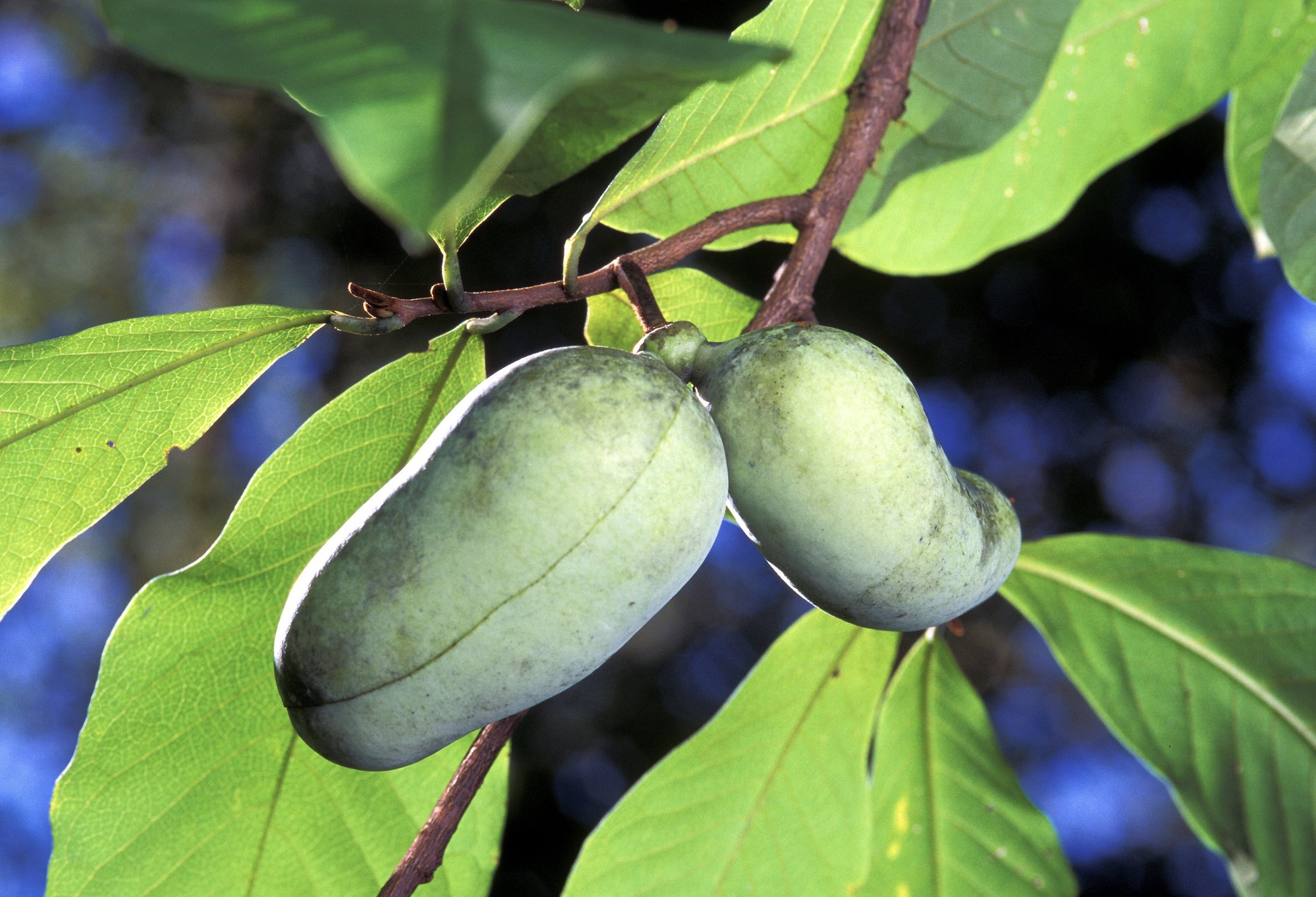 Paw Paw in it's Natural Form by Scott Bauer ARS Image Number K7575-8 Paw Paw in it's Natural Form by Scott Bauer ARS Image Number K7575-8