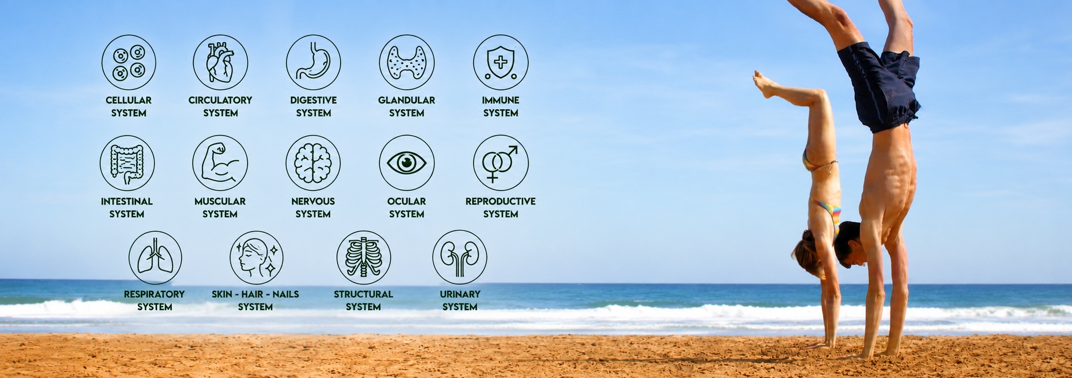 Shop for Nutritional Supplements by Human Body System at Body and Mind Studio International with UK and Worldwide Shipping