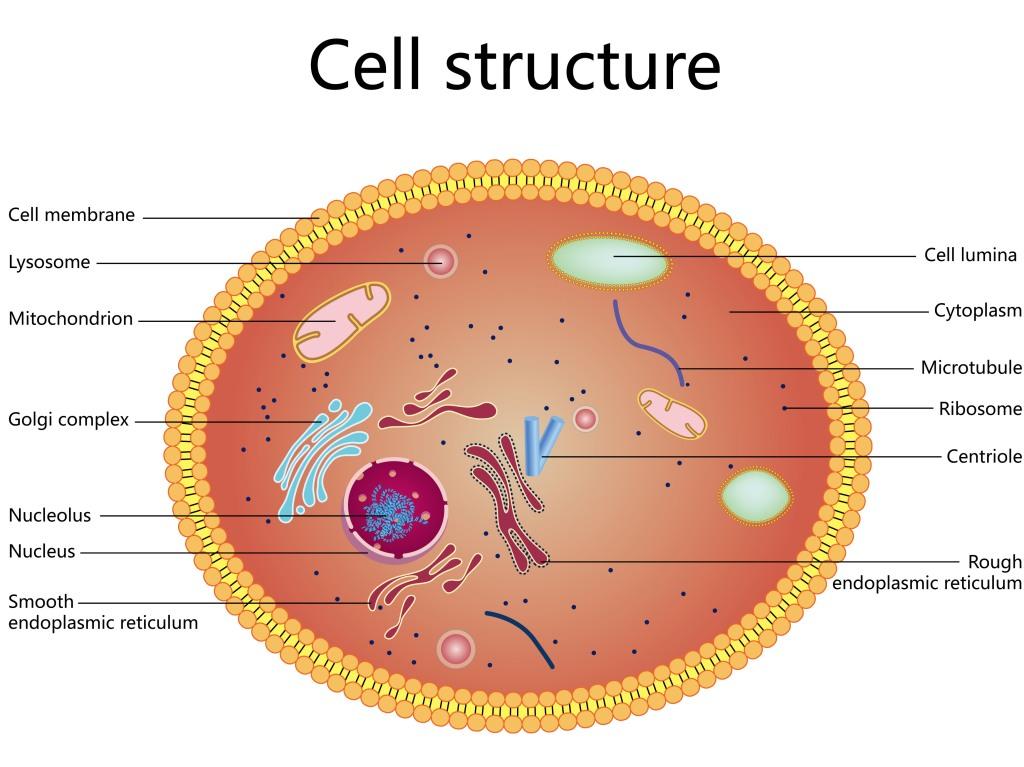 Cellular Health