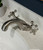 Astonian Signature  1-hole basin mixer- Brushed Nickel