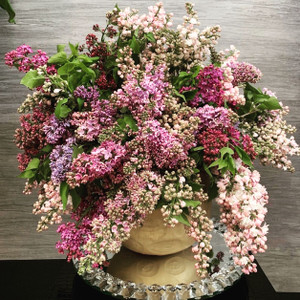 Spring Joy