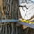 Superior Shelter Gray 14 ridgeline connection secured to tree strap with adjustable aluminum tensioner