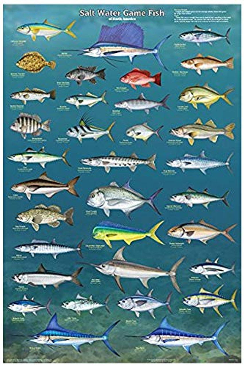 Salt Water Game Fish of North America Educational Poster 24x36