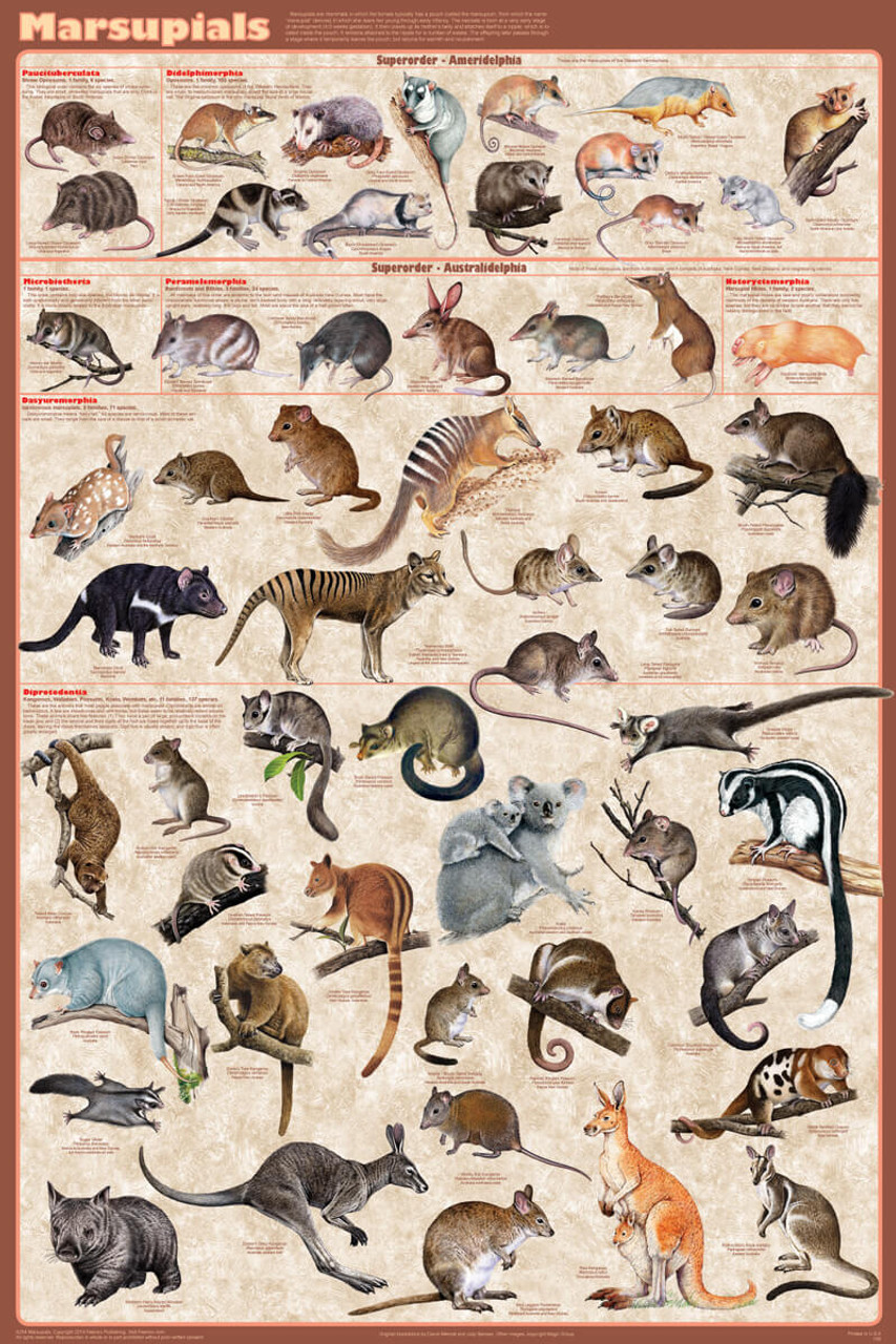 Marsupials Educational Poster 24x36 