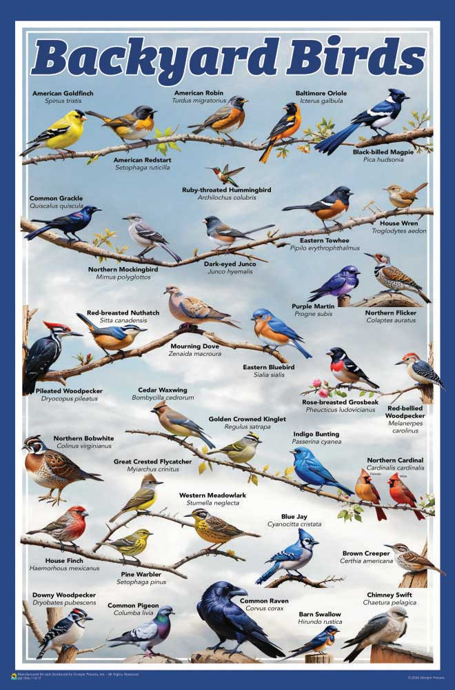 Backyard Birds Educational Poster - 11 x 17 inches