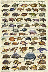 Turtles, Tortoises, & Terrapin Educational Poster 24x36