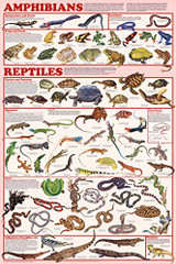 Amphibians & Reptiles Educational Poster 24x36