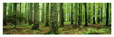 Rain Forest (Green Trees, Panorama) Art Poster Print - 36x12