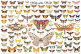 Moths of the World Educational Poster 36x24