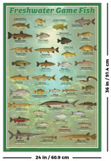 Fresh Water Game Fish Poster - 24 x 36
