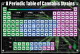 A Periodic Table of Cannabis Strains Poster 36" x 24"