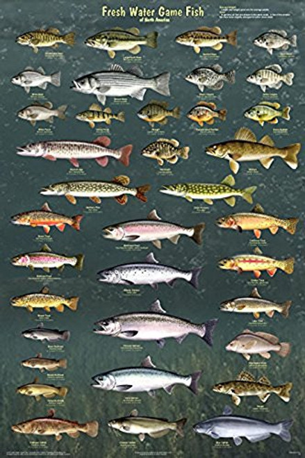 Fresh Water Game Fish of North America Educational Reference Chart Poster 24x36