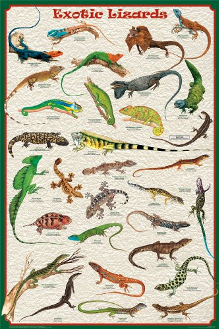 Exotic Lizards Educational Poster 24x36