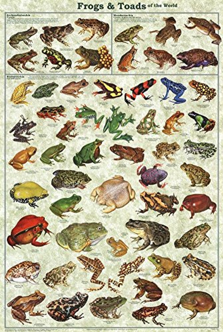 Frogs & Toads of the World Educational Poster 24x36