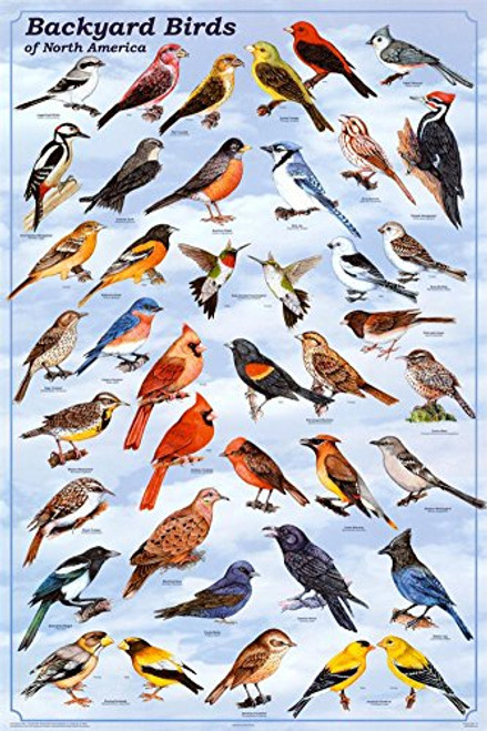 Backyard Birds Reference Poster, 24x36