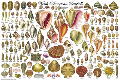 North American Seashells Educational Poster 36x24