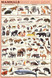 Mammals Educational Science Chart Poster (24x36)