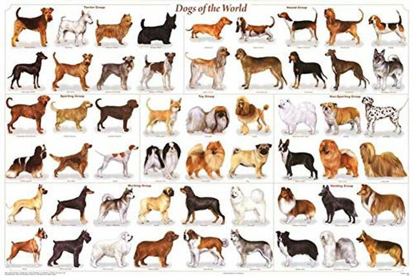 Dogs of the World Popular Breeds Chart Poster 36 x 24