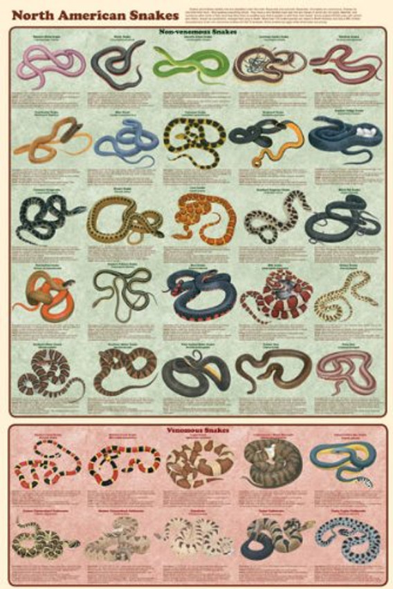 North American Snakes Educational Chart Poster 24 x 36