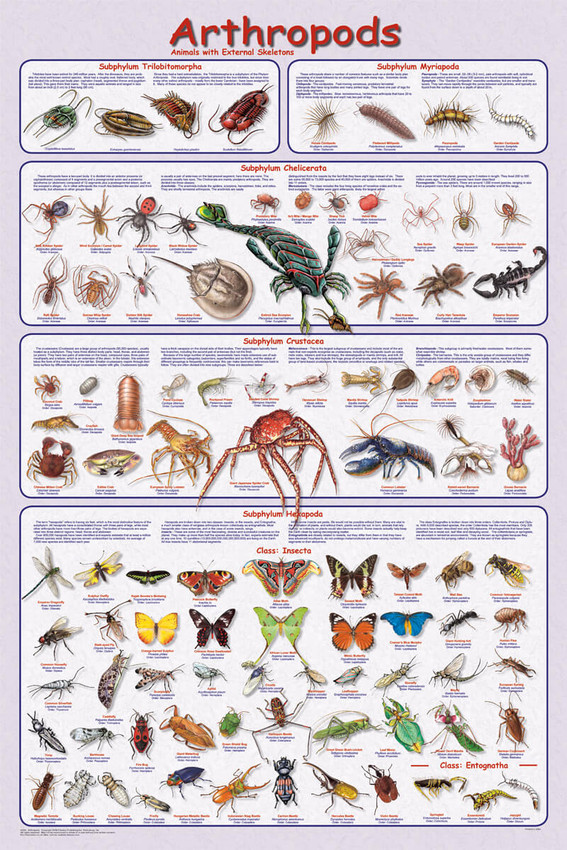 Arthropods Educational Poster 24x36