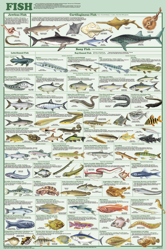 Fresh Water Game Fish of North America Educational Reference Chart