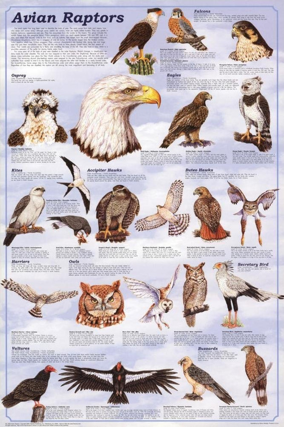 Avian Raptors Educational Poster 24" x 36"