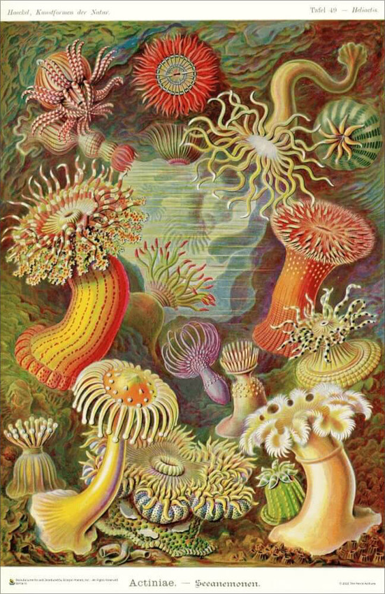 Ernst Haeckel - Artforms of Nature - Actiniae - Seeanemonen Mini Poster 11" x 17"