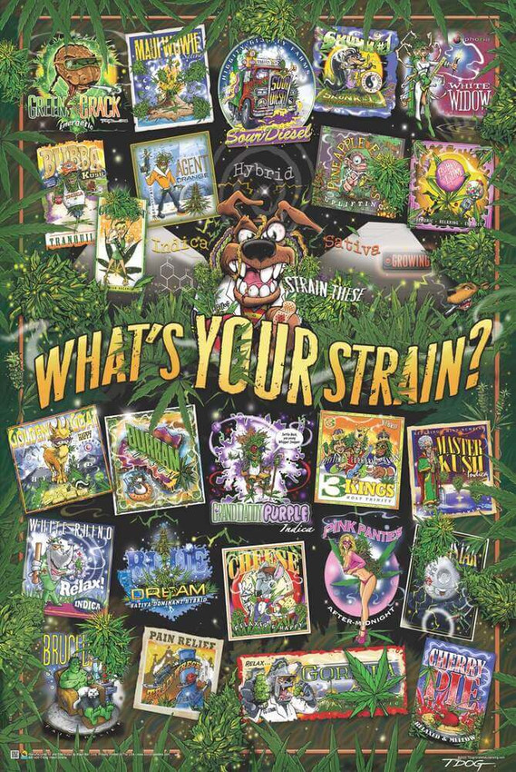 T-Dog Weed Strains Poster 24" x 36"