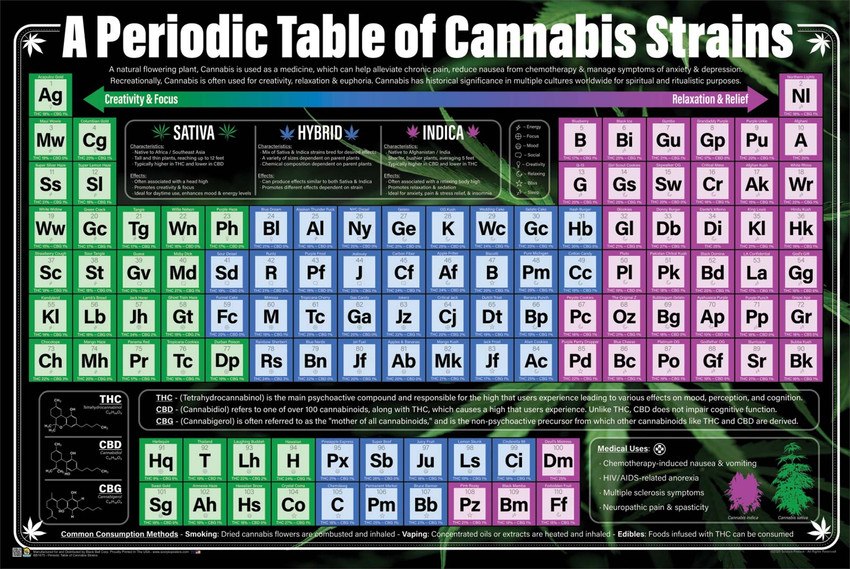 A Periodic Table of Cannabis Strains Poster 36" x 24"