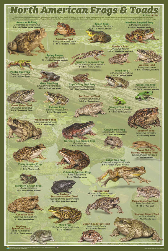 North American Frogs & Toads Poster - 24" x 36"