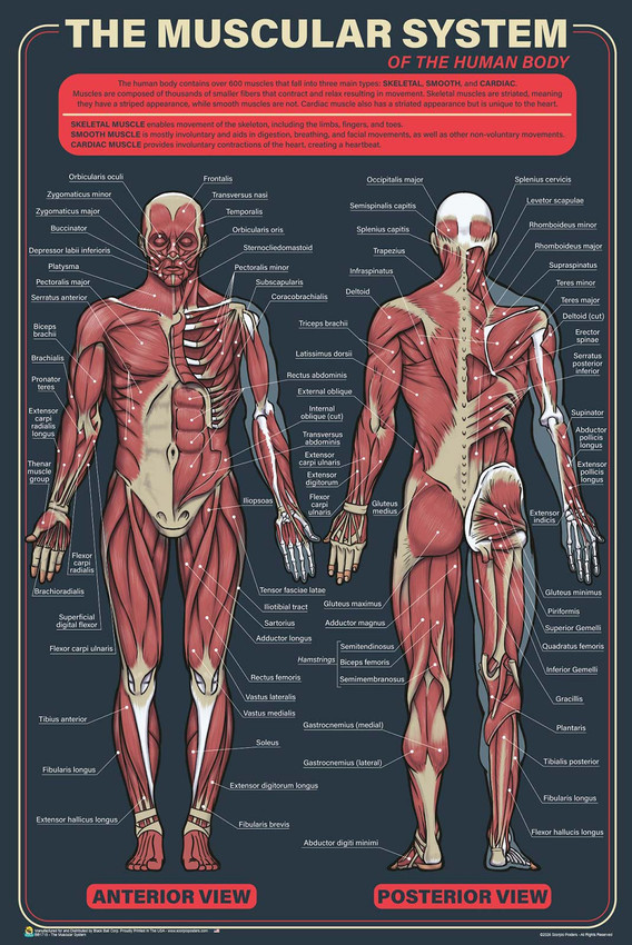 The Muscular System Poster - 24" x 36"