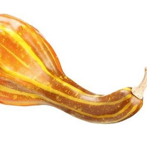 7" Crooked Neck Gourd