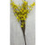 Forsythia Bush 31"