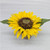 Potted Sunflower 7.5"H
