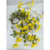 29" Forsythia Bush