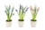 Hyacinth Flower Pot