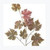 Glittered Grape Leaf Spray 36"