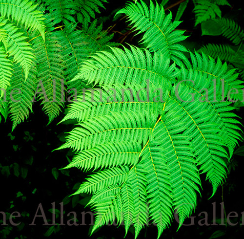Fern pro texture Fern pro texture