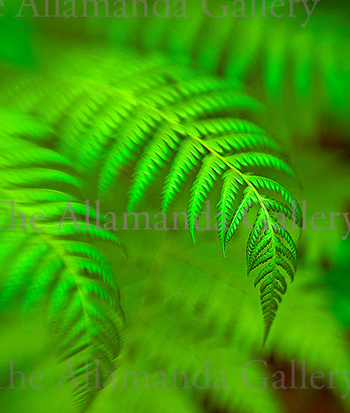Fern fronds pro texture Fern fronds pro texture