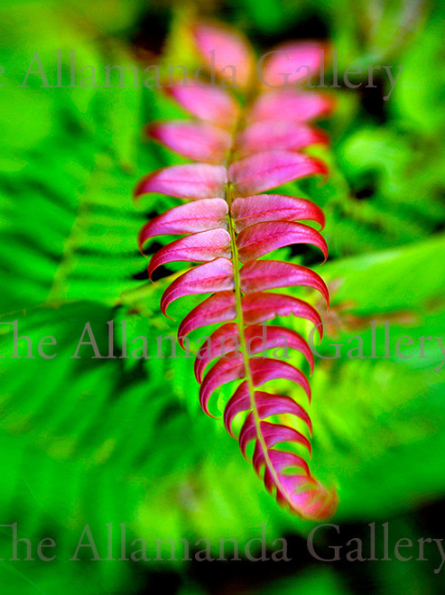 Baby Fern pro texture Baby Fern pro texture